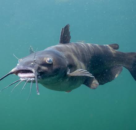 Catfish
