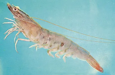 Shrimp (Hipon)