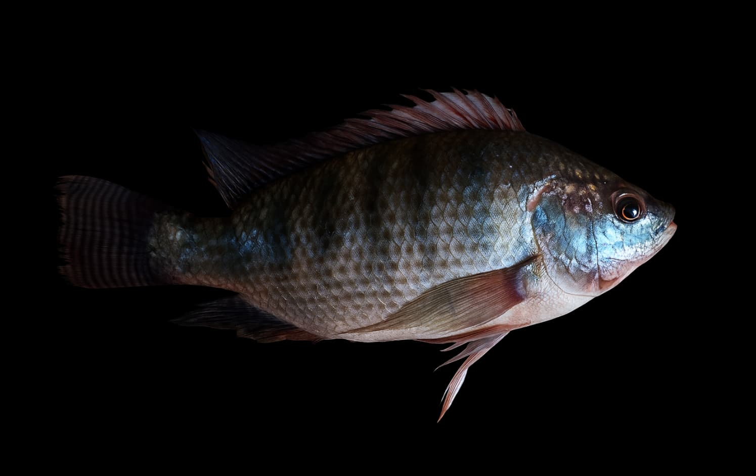 Tilapia